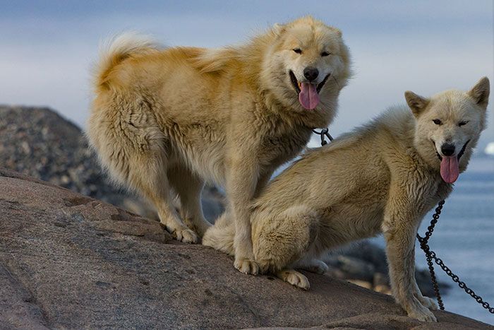 Pluto et Aput, un couple de chiens groenlandais. Lui de caractère badin et égal, elle, observatrice, inquiète et possessive