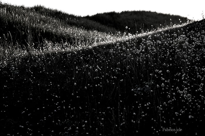 Lagure ovale, dite queue de lièvres, sur les dunes sauvages du Rozel dans le Cotentin